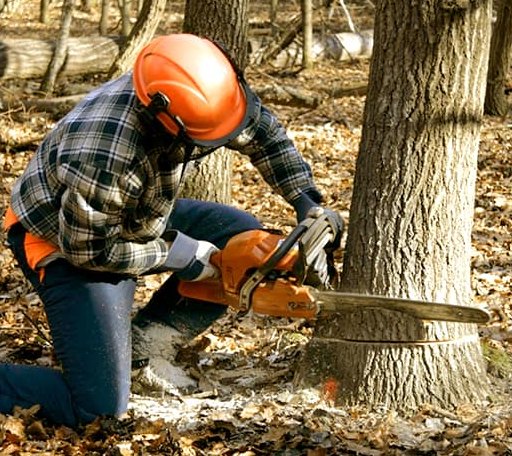 Tree Removal in Fisher, AR